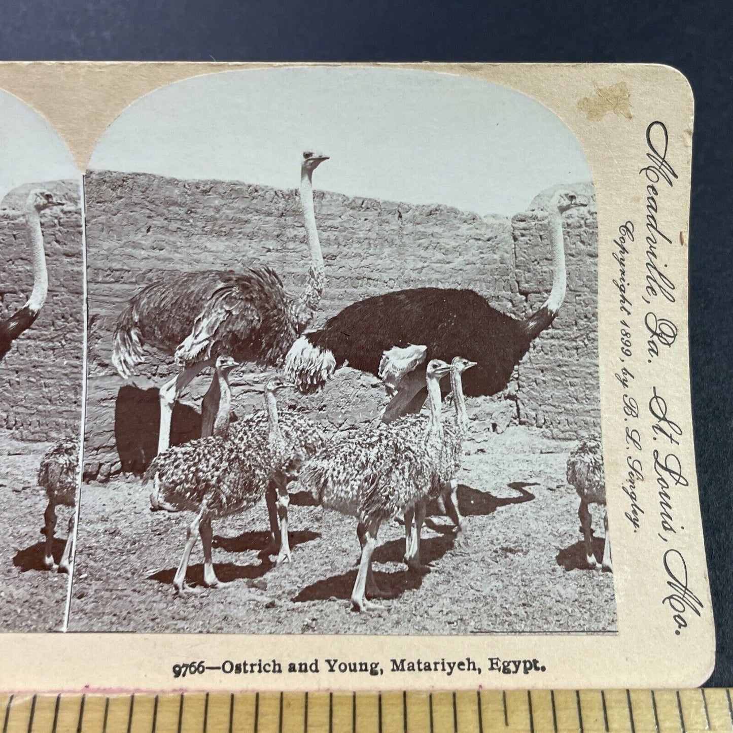 Antique 1899 Ostrich Family Matariyeh Egypt Stereoview Photo Card P3824