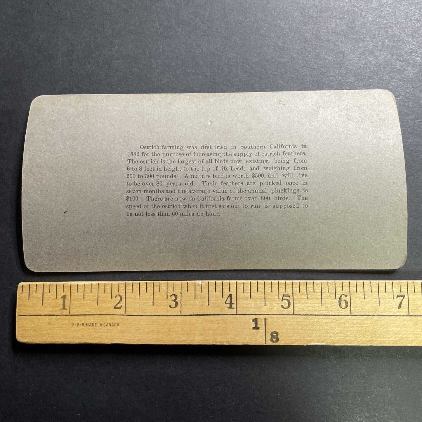 Antique 1897 Ostrich Farm Pasadena California Stereoview Photo Card P1442