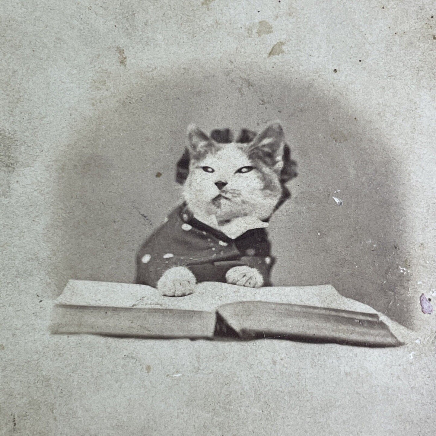 JP Soule's Cat in Pajamas Stereoview John P. Soule Antique c1871 X3866