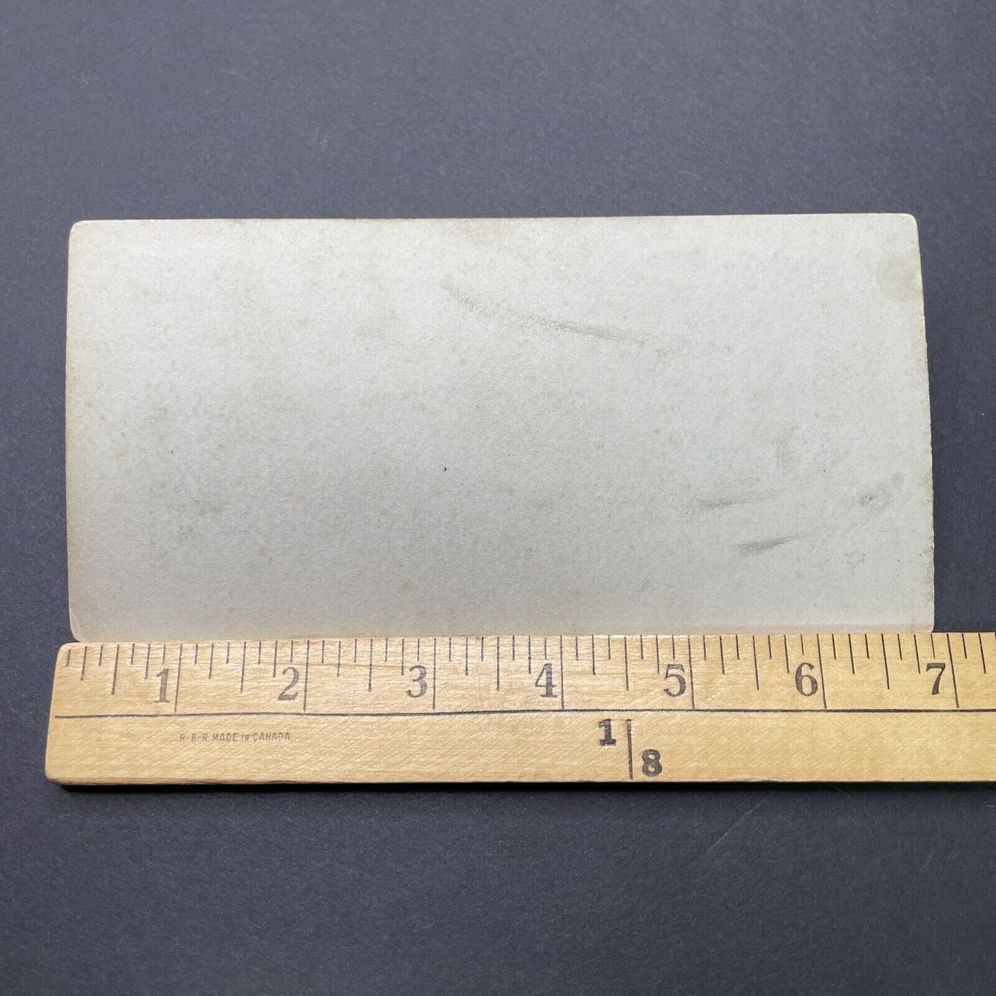 Antique 1880s Seals Without Water At London Zoo Stereoview Photo Card P1681