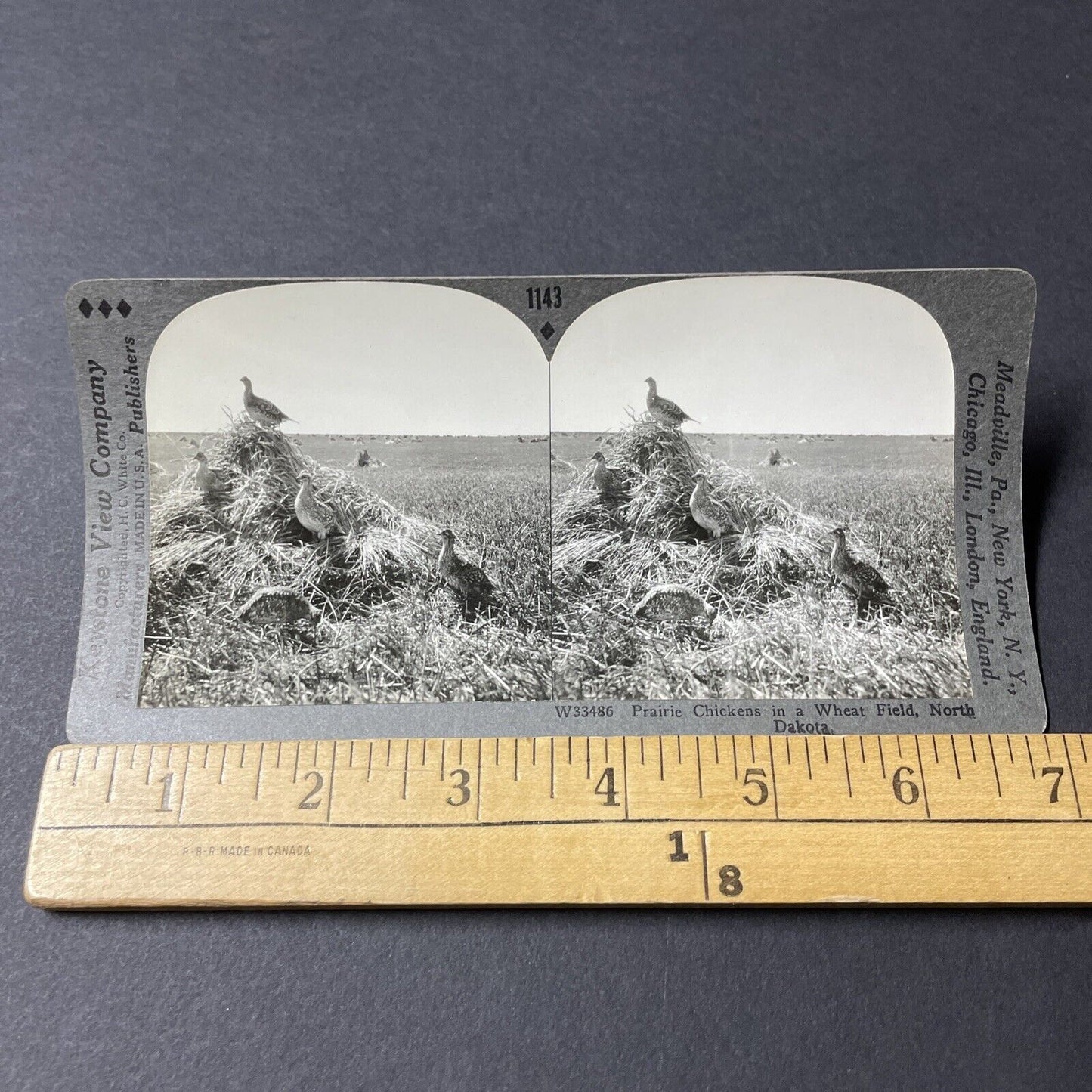 Antique 1920s Prairie Chicken Birds In North Dakota Stereoview Photo Card V2828