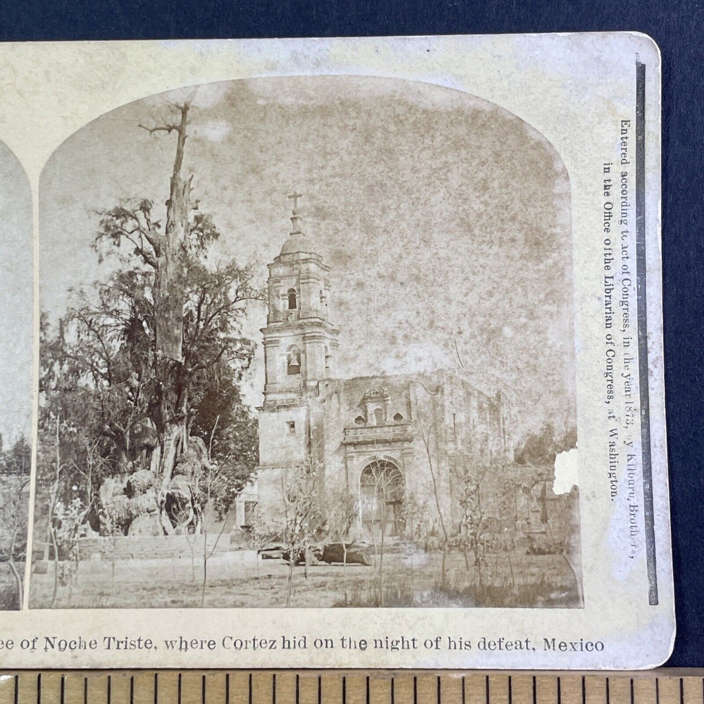 Tree of La Noche Triste Mexico City Stereoview Hernan Cortes Antique c1873 X3536