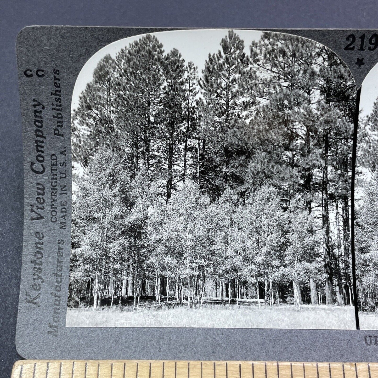 Antique 1910s Kaibab National Forest Arizona Stereoview Photo Card V2032