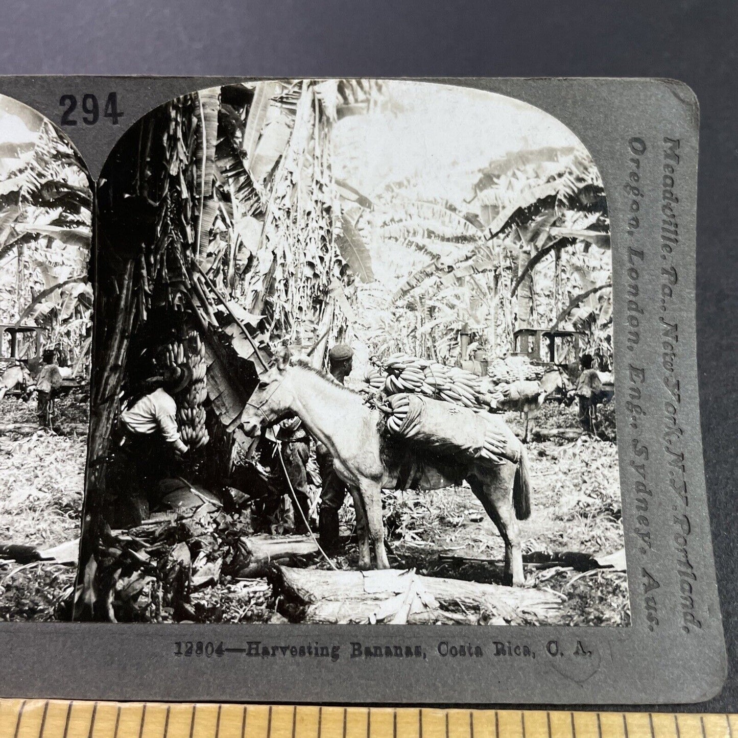 Antique 1910s Donkey Carrying Bananas Costa Rica Stereoview Photo Card P3717