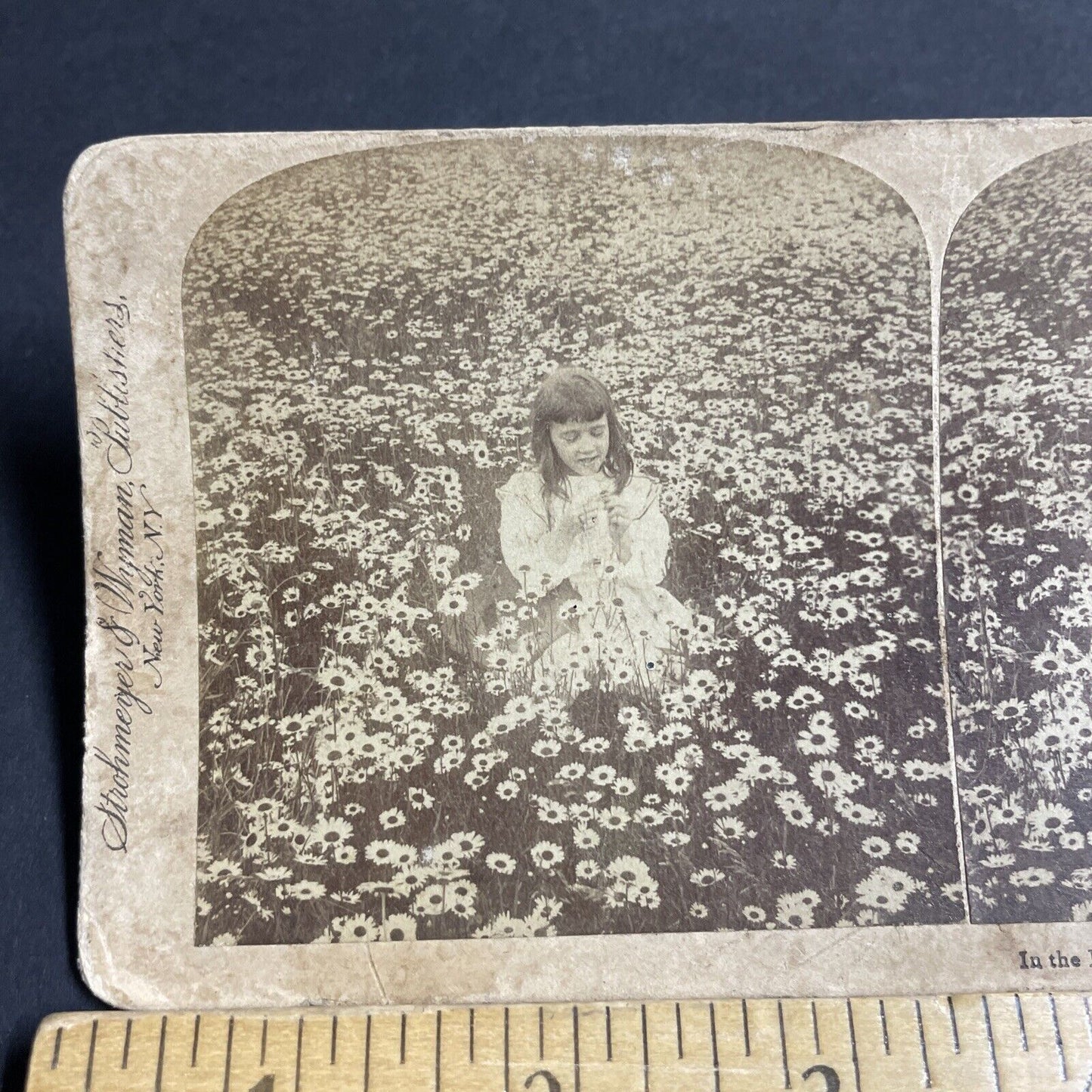 Antique 1896 Little Girl In A Daisy Field Stereoview Photo Card P4744