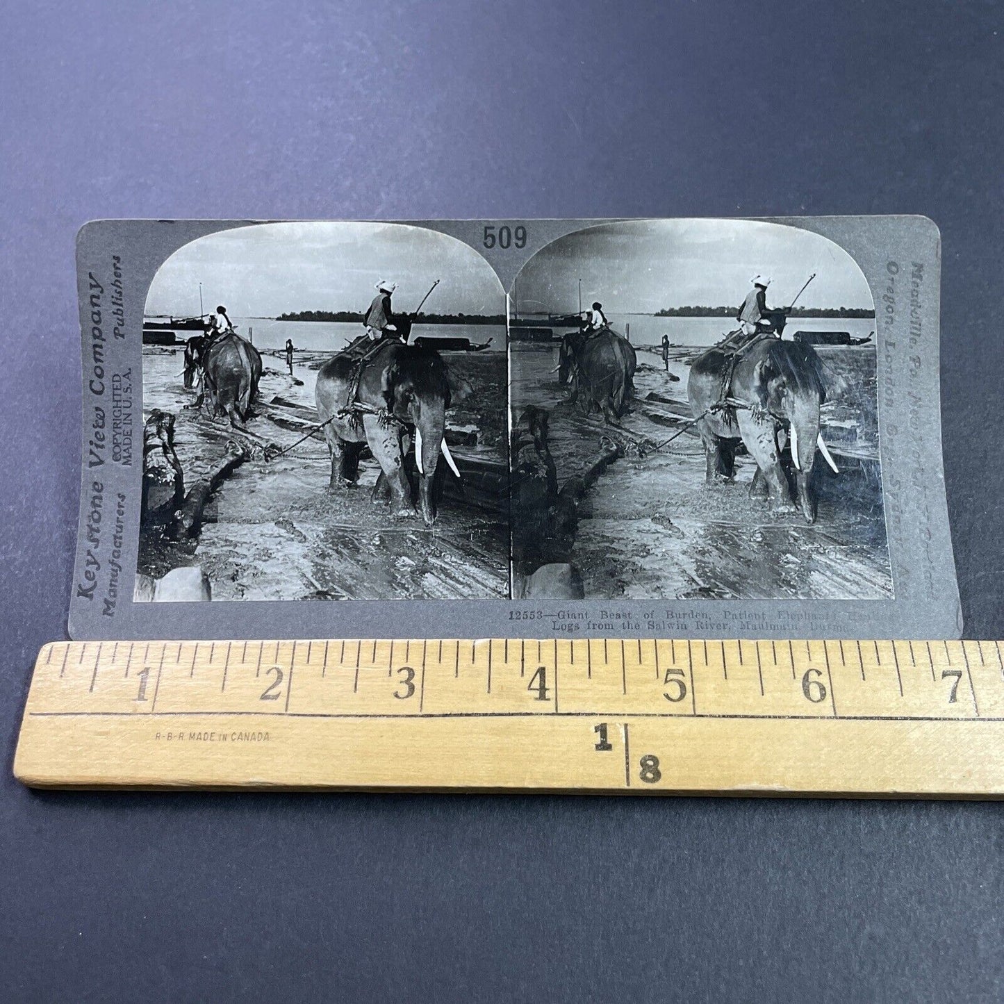 Antique 1910s Elephants Used For Logging In Burma Stereoview Photo Card P3700