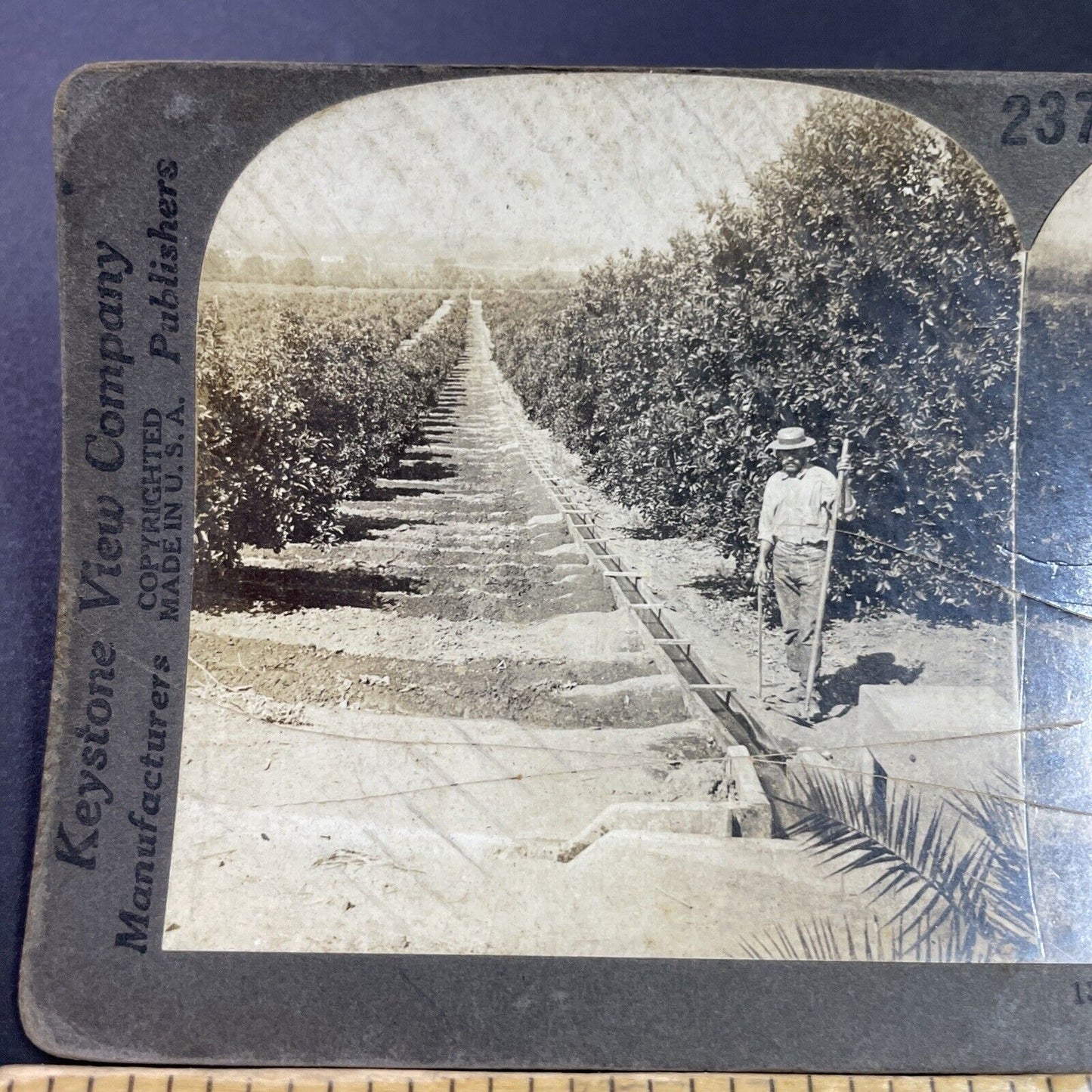 Antique 1909 Orange Tree Farm Redlands California Stereoview Photo Card P3593