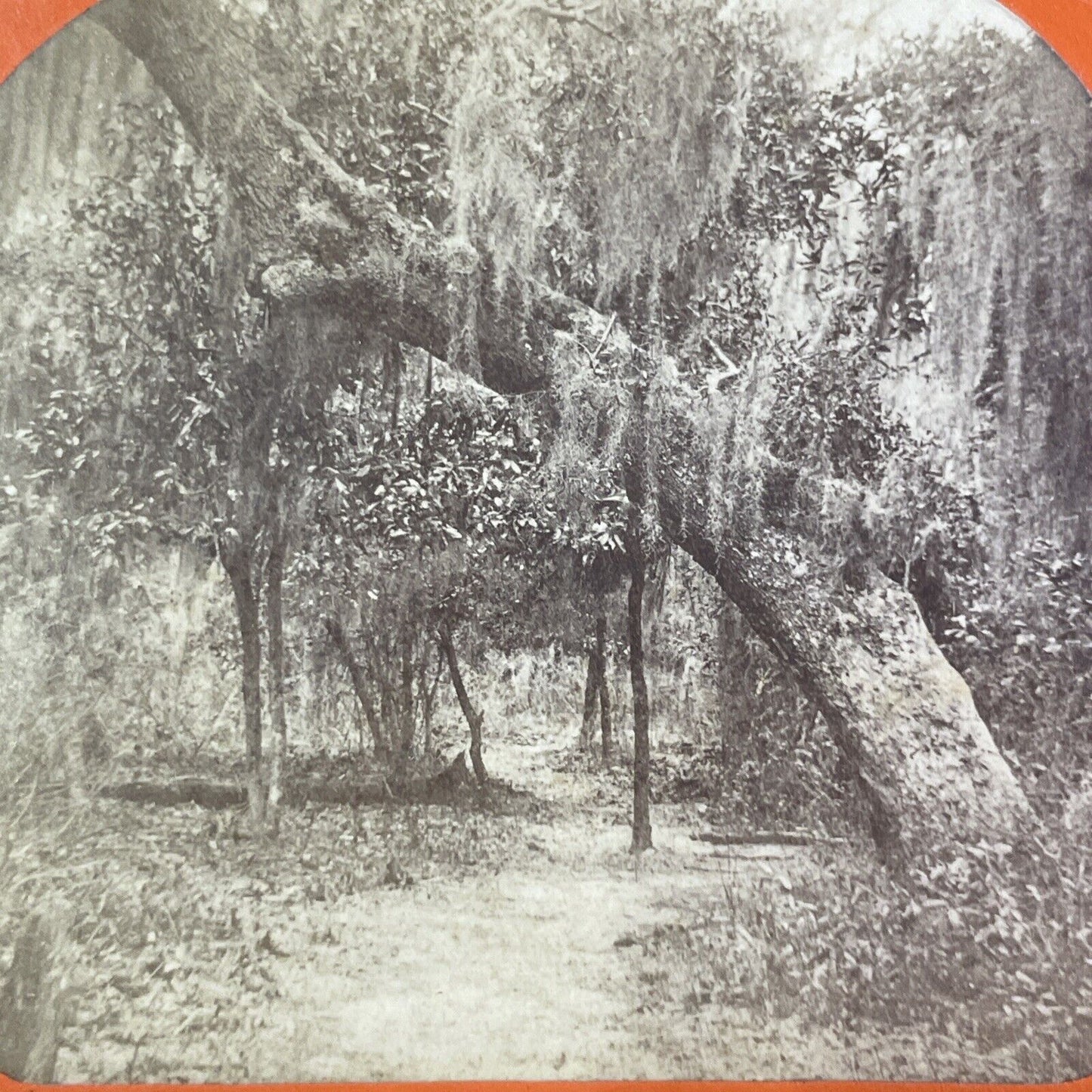 Green Cove Springs Florida Stereoview Park Pathway Antique c1860s Y073