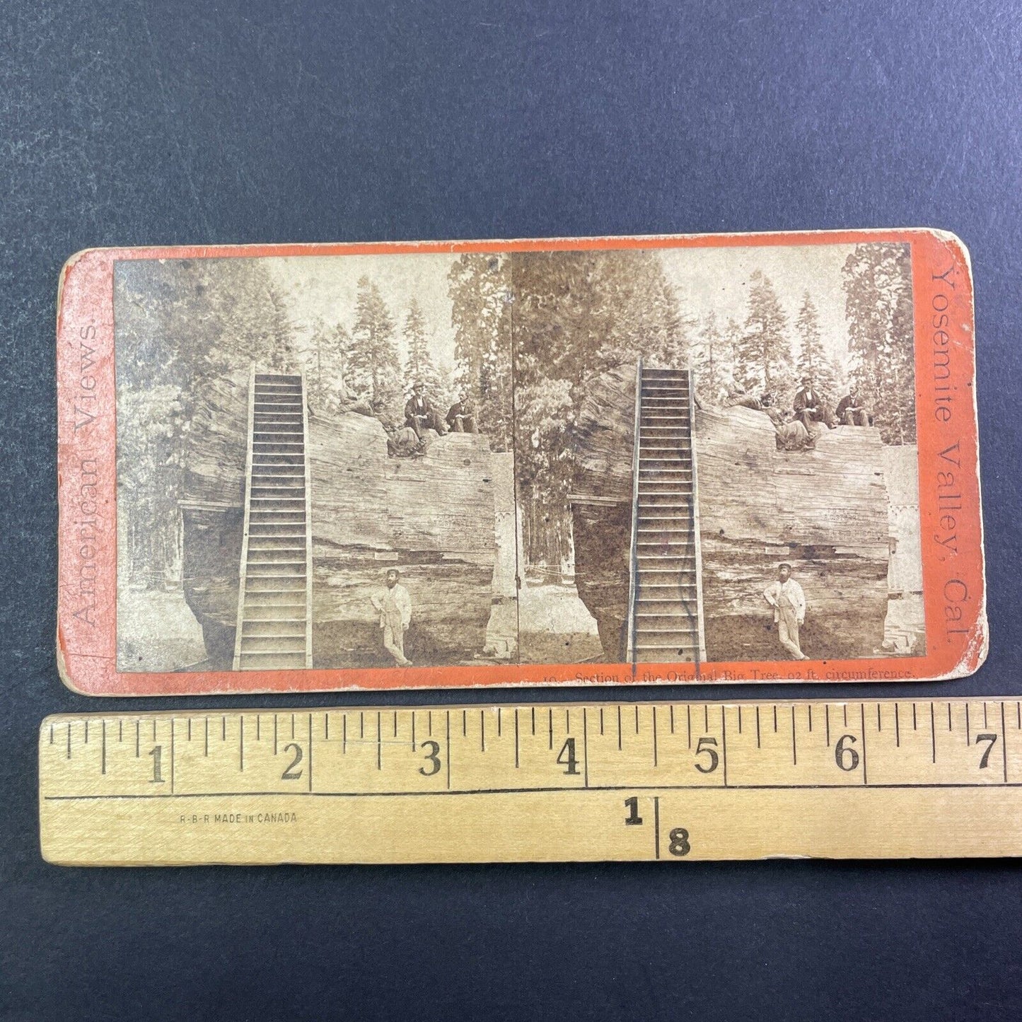 Edward Anthony Self-Portrait At Discovery Tree Arnold CA Stereoview c1870s Y034