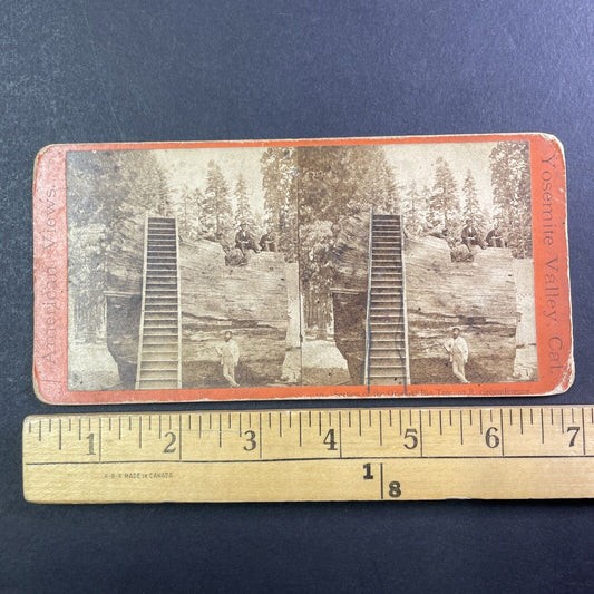 Edward Anthony Self-Portrait At Discovery Tree Arnold CA Stereoview c1870s Y034