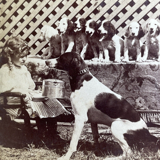 Antique 1897 Hunting Dog Begging For Food Stereoview Photo Card PC792