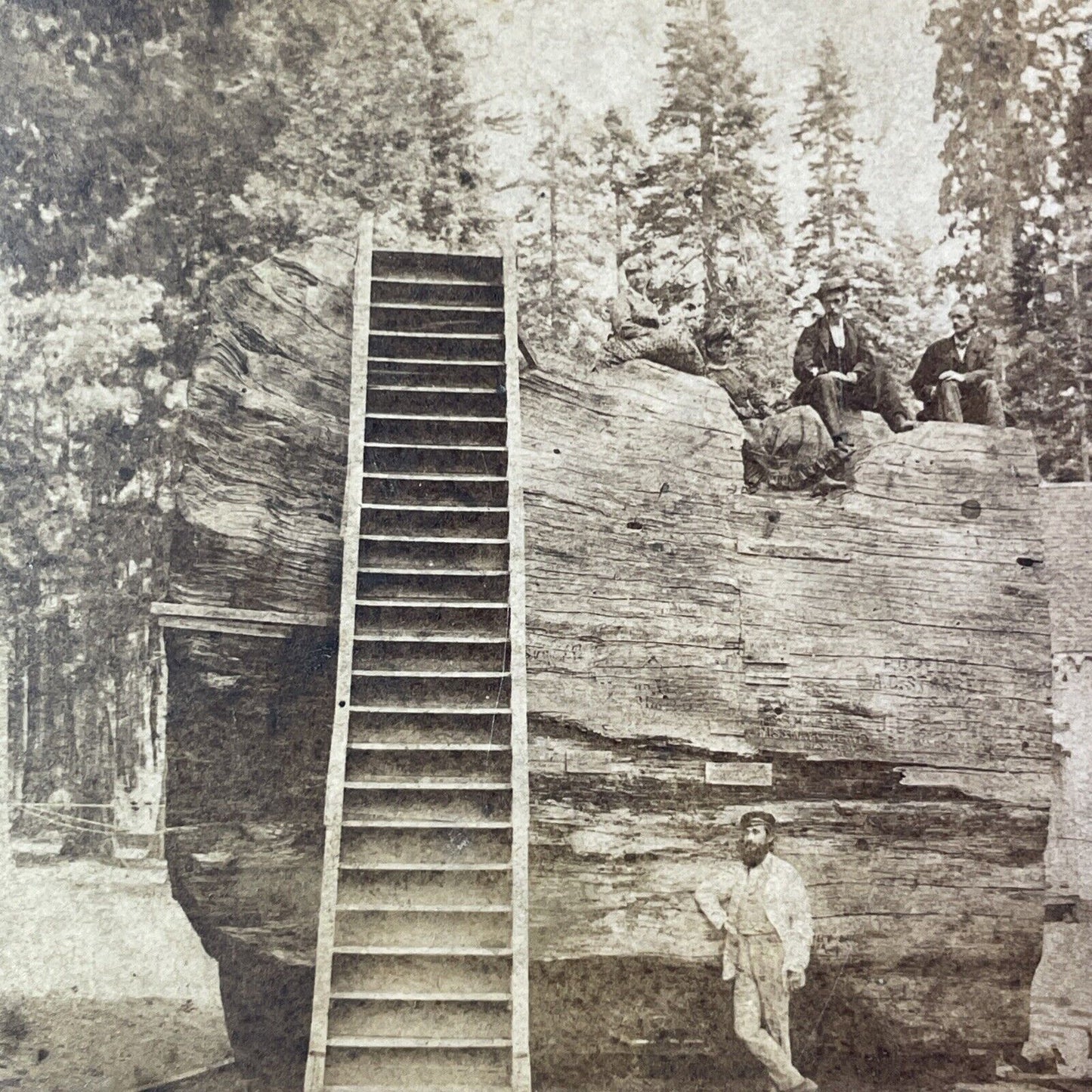 Edward Anthony Self-Portrait At Discovery Tree Arnold CA Stereoview c1870s Y034