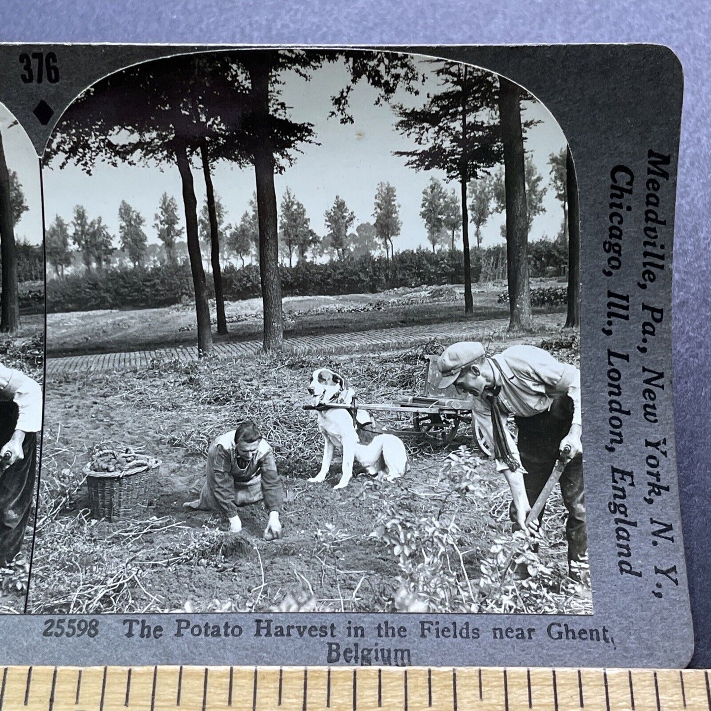 Antique 1930s Dog Hauling Potato Cart Ghent Belgium Stereoview Photo Card V2928