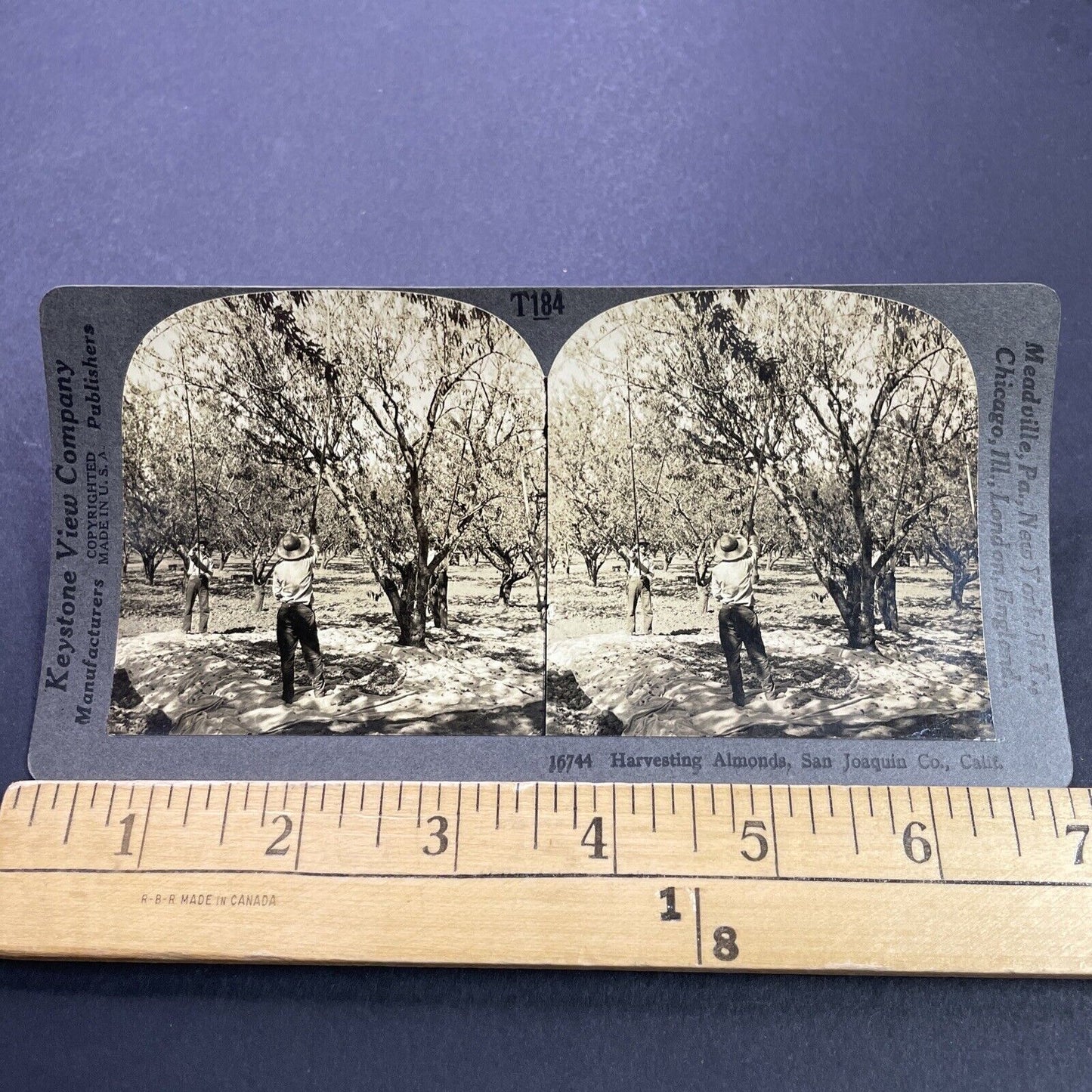 Antique 1920s Almond Farm Bakersfield CA Stereoview Photo Card P3496