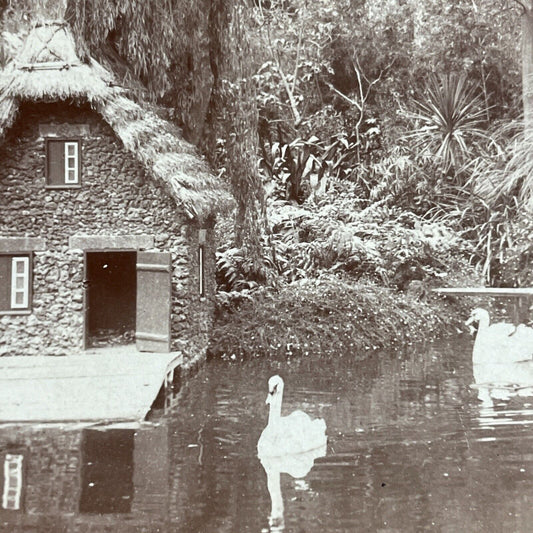 Antique 1900 Swan Park In Funchal Madeira Azores Stereoview Photo Card P4507