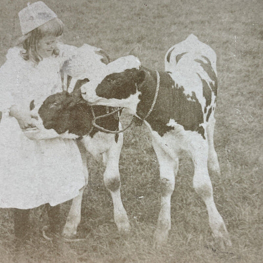 Antique 1880s Child Feeds Her Prized Calves Stereoview Photo Card P4044