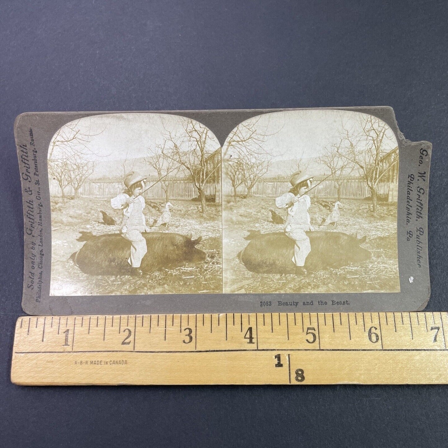 Antique 1890s Young Girl Rides A Pig On Farm Stereoview Photo Card P3360