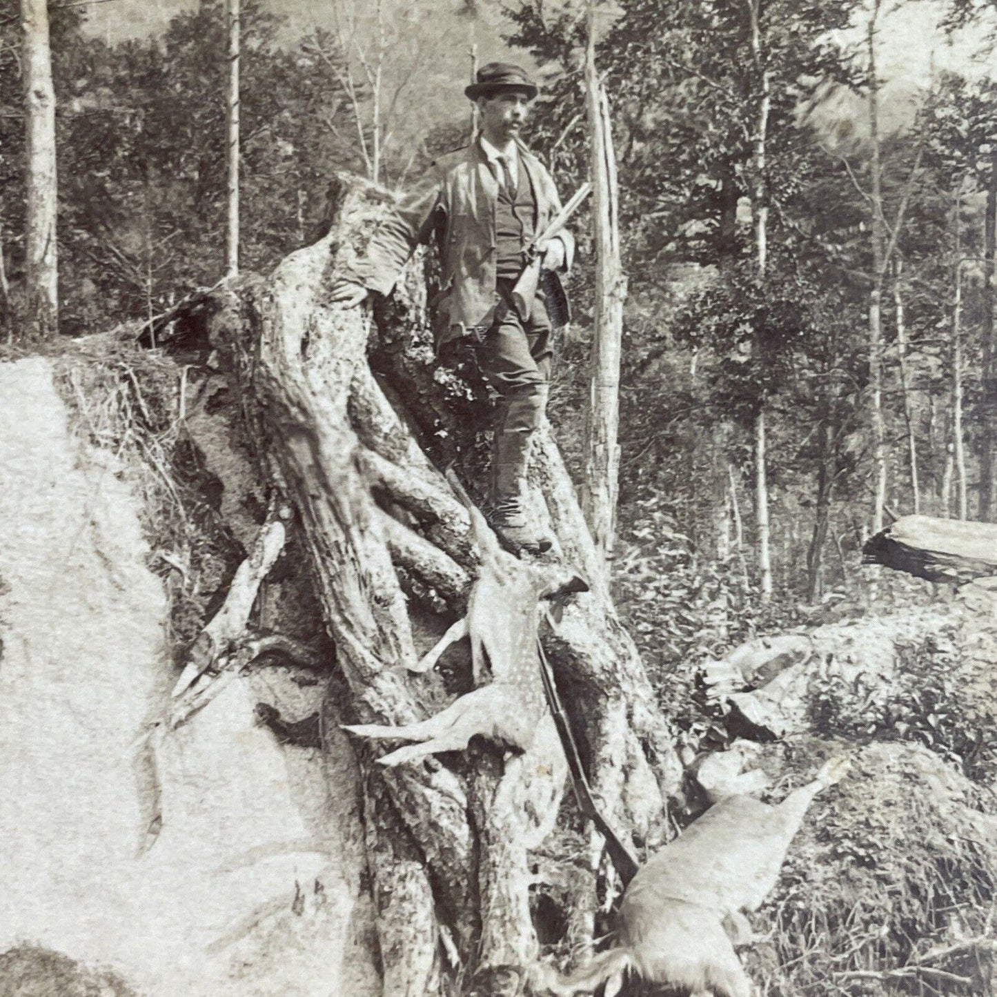 Antique 1899 Man Shoots Deer From Rock Blind Stereoview Photo Card P3510