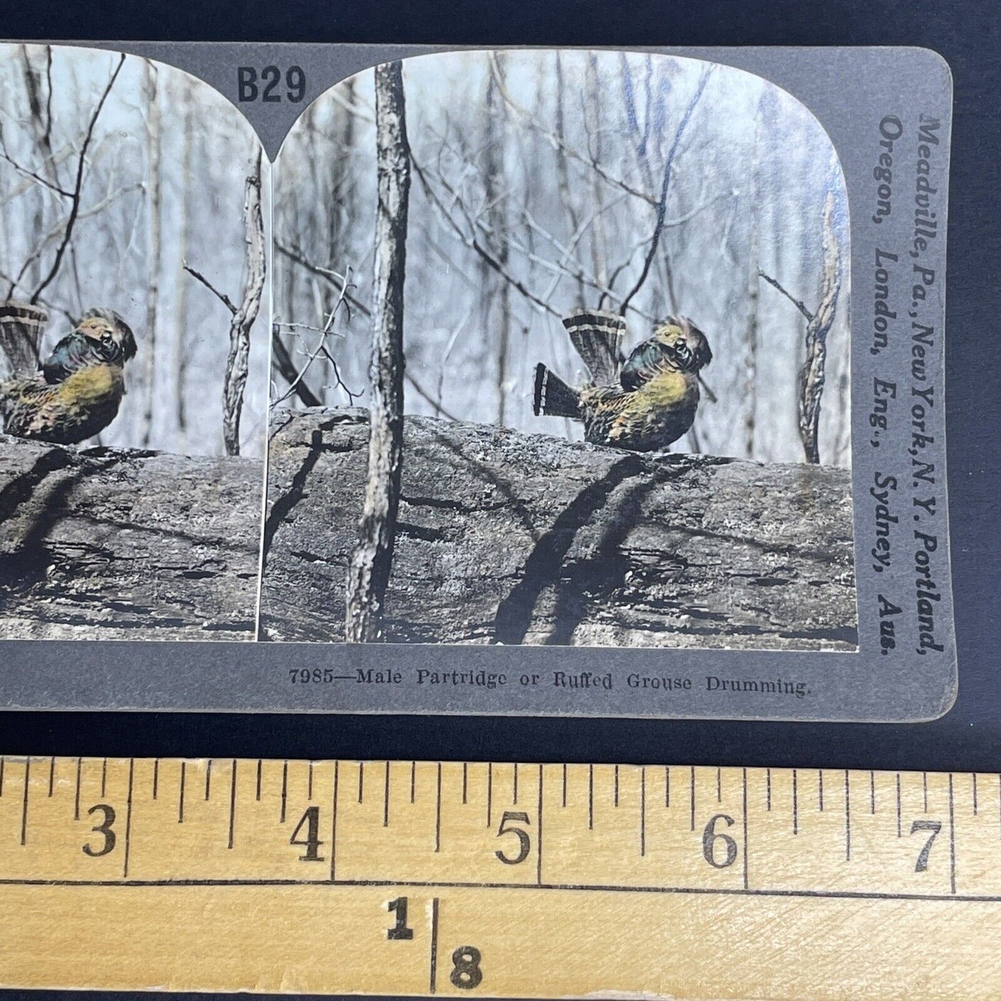 Antique 1908 Partridge Or Ruffed Grouse Drumming Stereoview Photo Card PC787