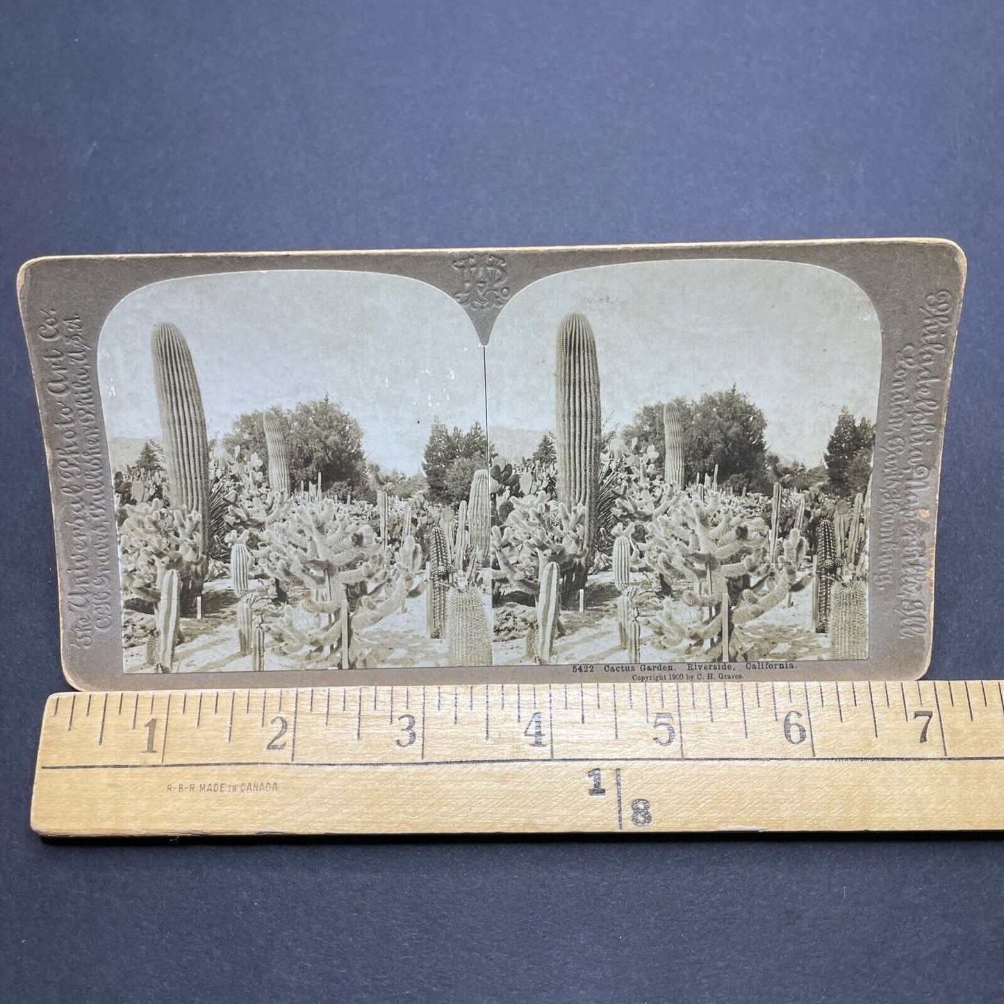 Antique 1900 Cactus Garden In Riverside California Stereoview Photo Card P1839