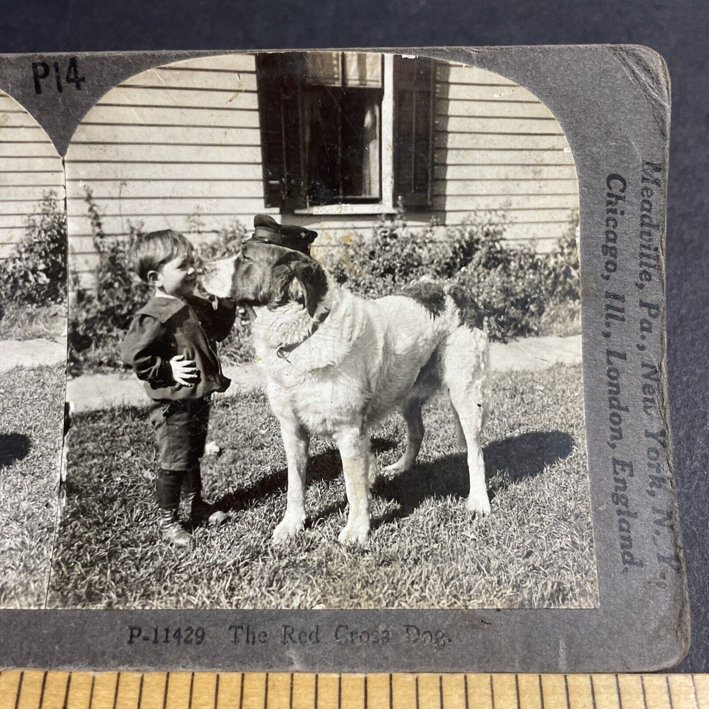 Antique 1918 Red Cross WW1 Retired Service Dog Stereoview Photo Card P4062