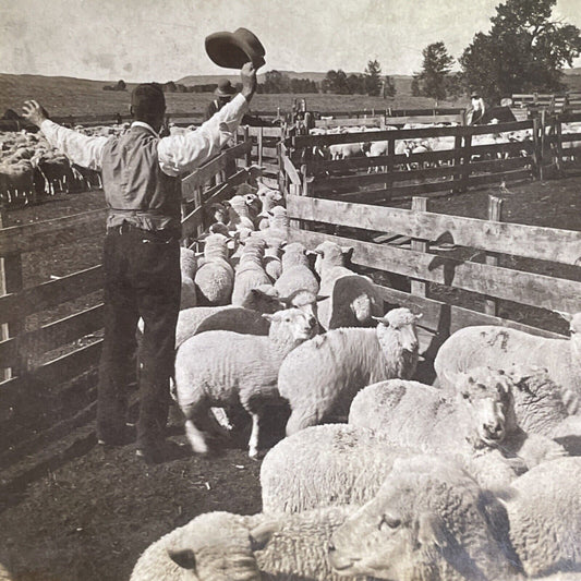 Antique 1905 Cowboys Herd Sheep In Montana Stereoview Photo Card P1272