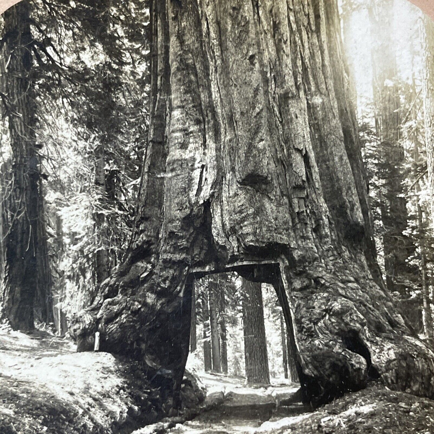 Antique 1896 Wawona Tunnel Tree Giant Sequoia CA Stereoview Photo Card V2120