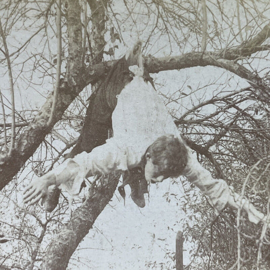 Antique 1900 A Thief Is Hung By Pants In A Tree Stereoview Photo Card P2630