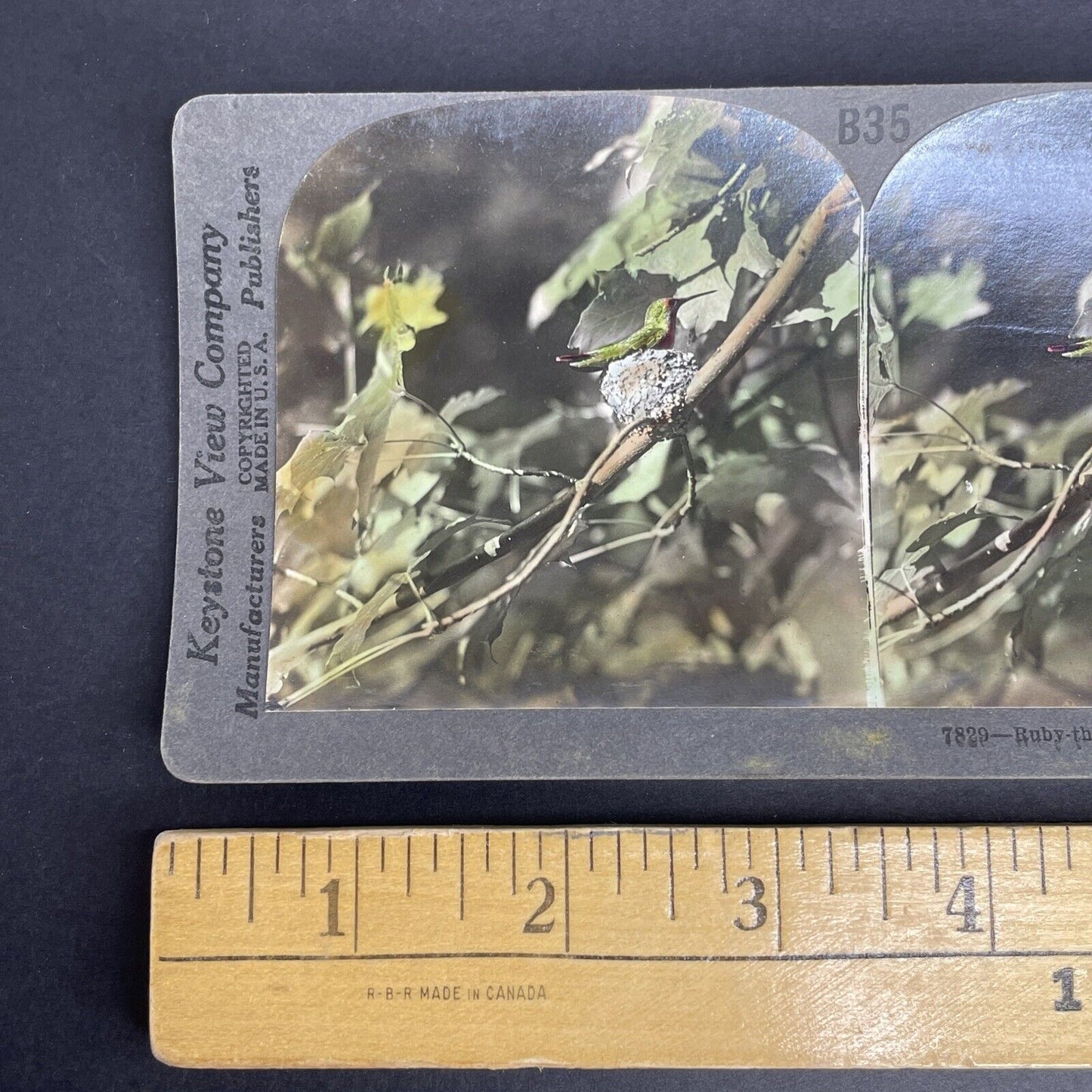 Antique 1908 Ruby Throated Hummingbird Hand Colored Stereoview Photo Card PC774