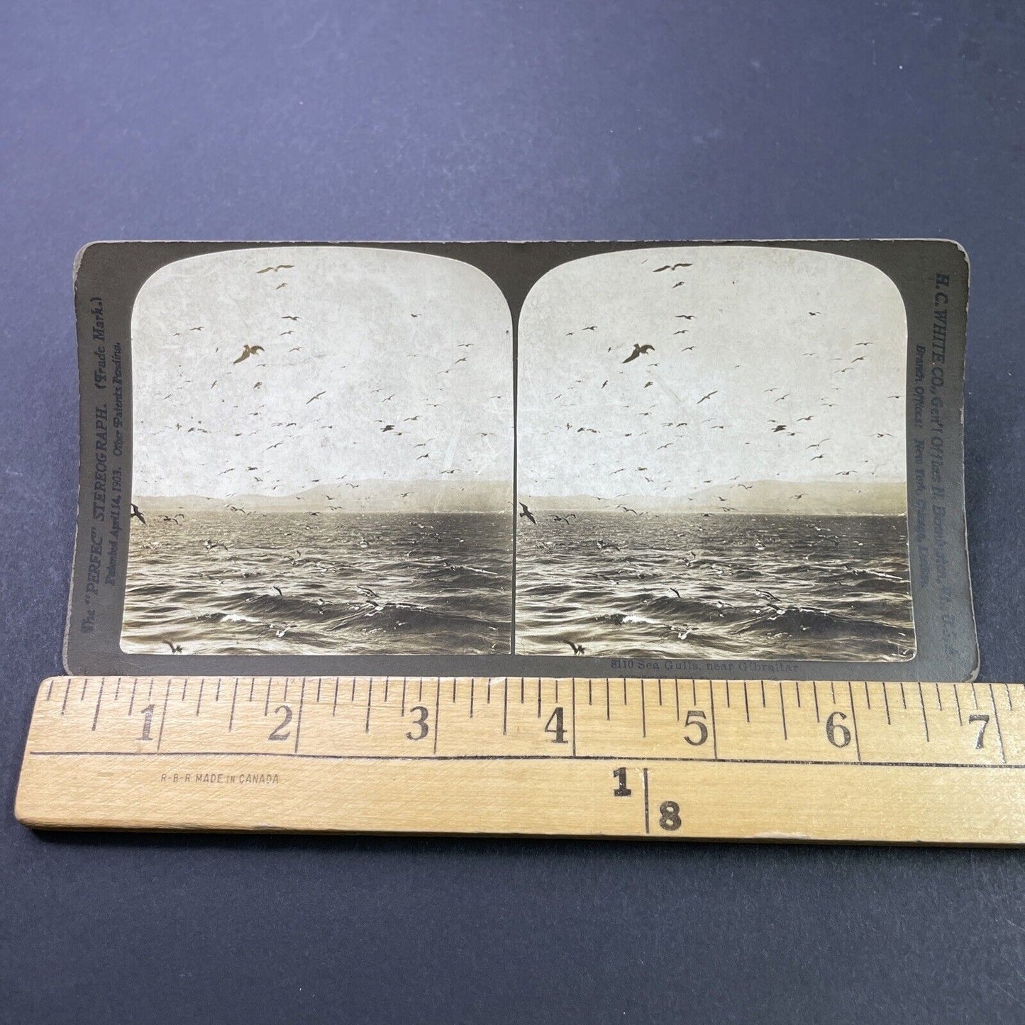 Antique 1903 Sea Gulls Flying In Strait Of Gibraltar Stereoview Photo Card P3102