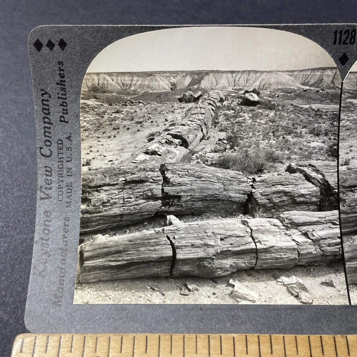 Antique 1920s Petrified Rock Trees Arizona Desert Stereoview Photo Card V2813