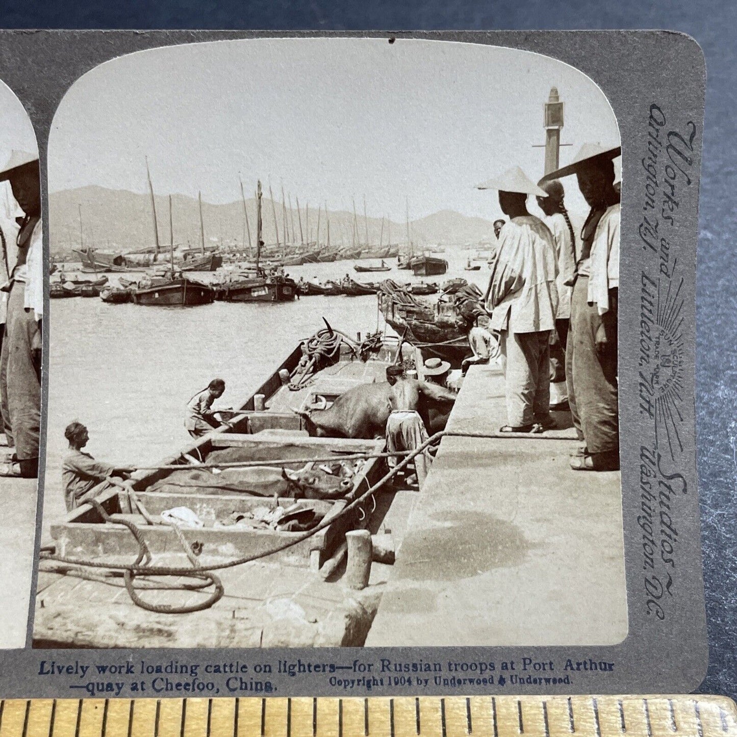 Antique 1904 Loading Cattle Onto Boats For Russia Stereoview Photo Card P5618