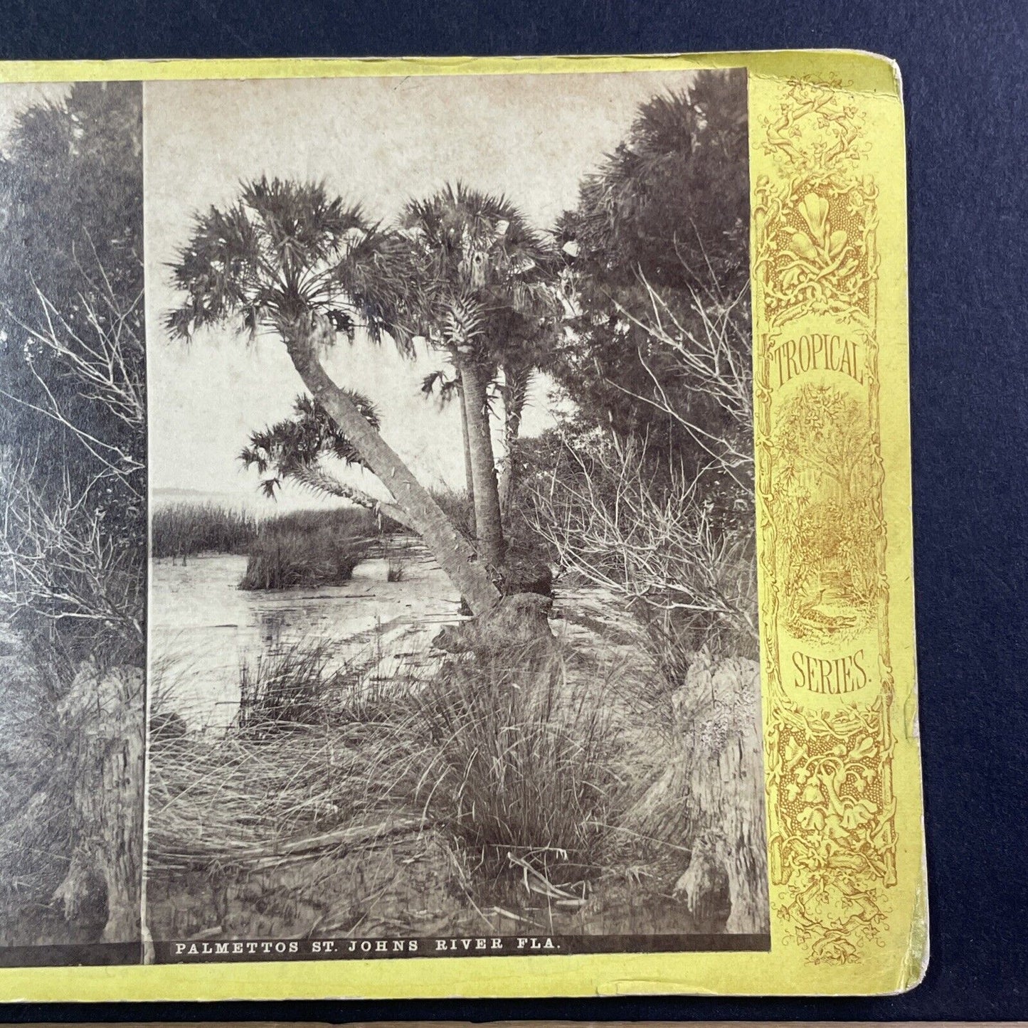 Palm Trees St. Johns River Jacksonville Florida Stereoview Antique c1870 Y064