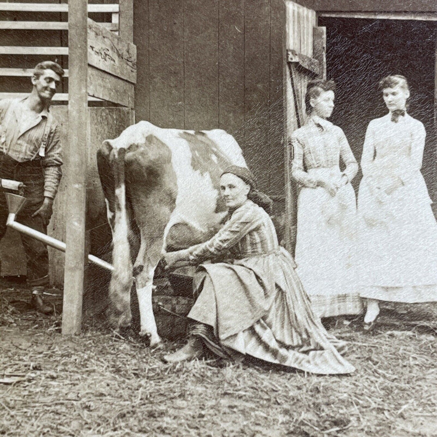 Antique 1870's Diluting Cow Milk Milking Cows Stereoview Photo Card PC798