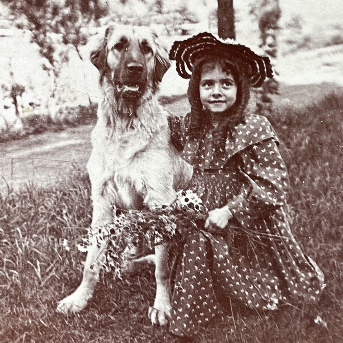 Antique 1894 Girl With Golden Retriever Mix Dog  Stereoview Photo Card P3365