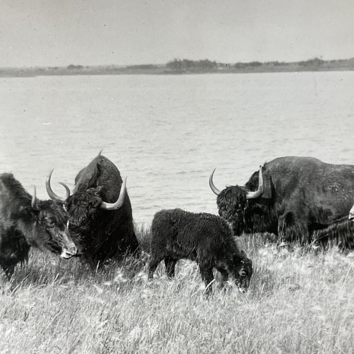 Antique 1920s Yak Herd Of Yaks Wainwright Alberta Stereoview Photo Card V2648