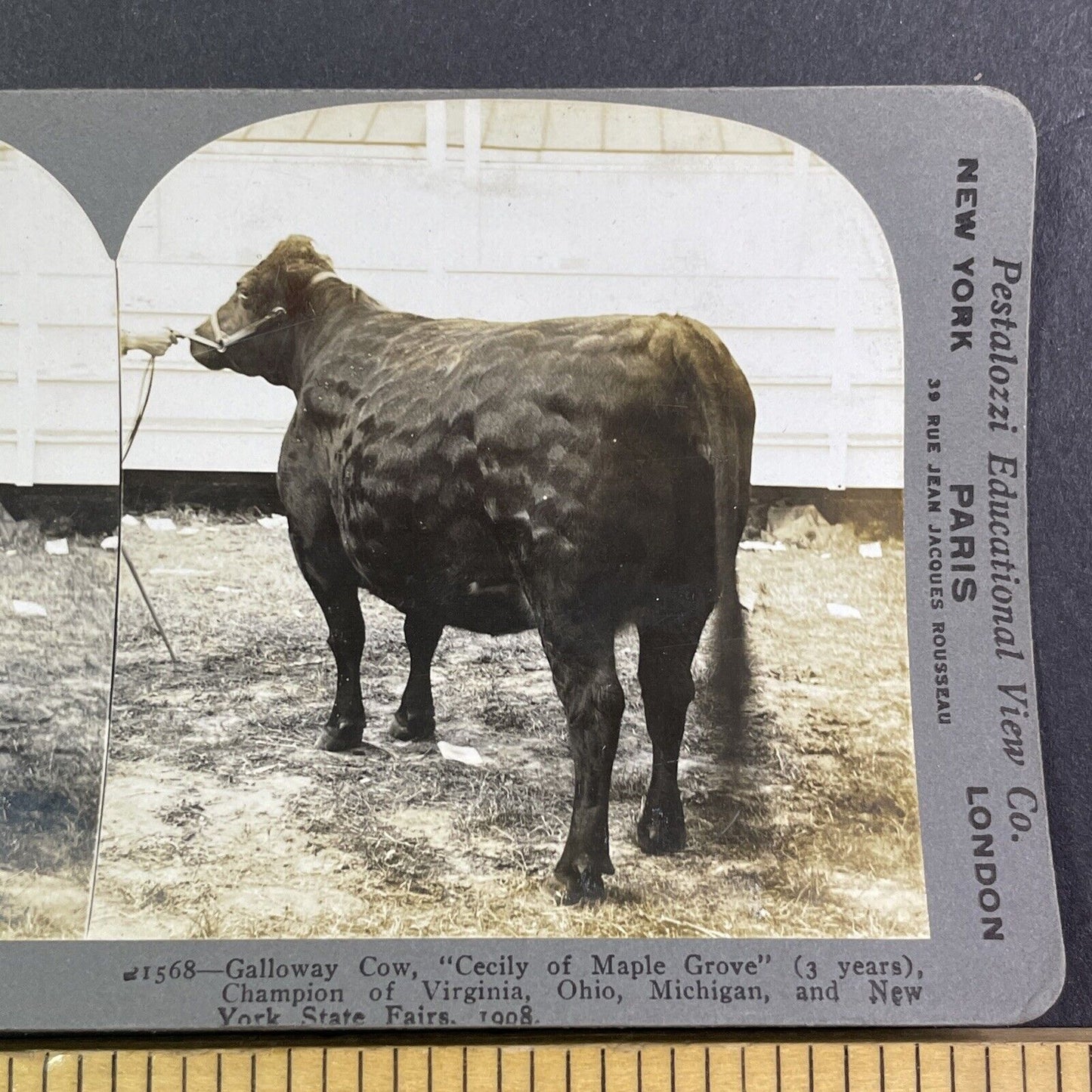 Champion Galloway Cow Stereoview Cecily of Maple Grove Antique c1909 Y2744