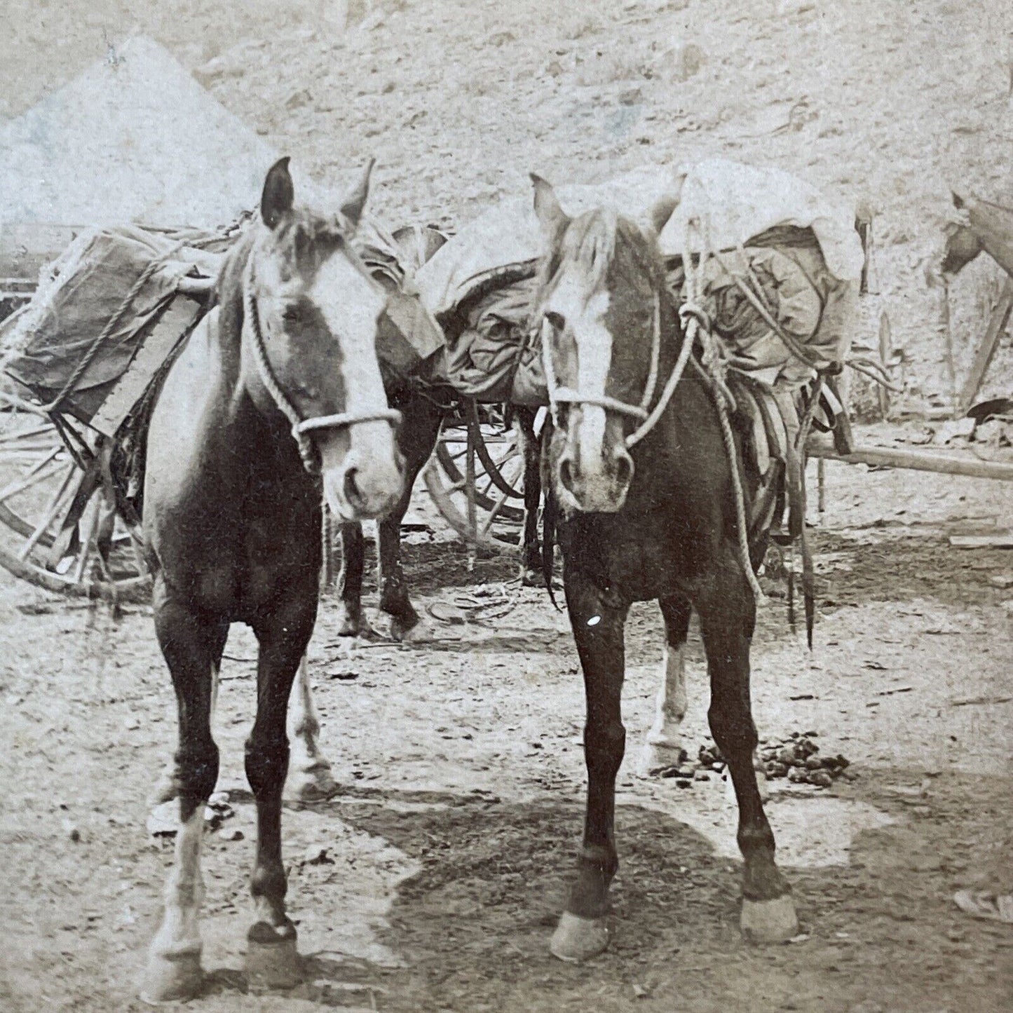 T.W. Ingersoll's Pack Horses Stereoview T.W. Ingersoll Antique c1888 Y428