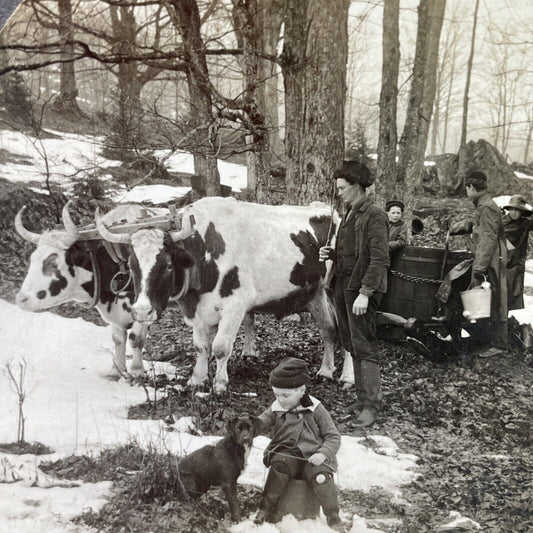 Antique 1920s Vermont Maple Sugar Bush Farm Stereoview Photo Card P3160