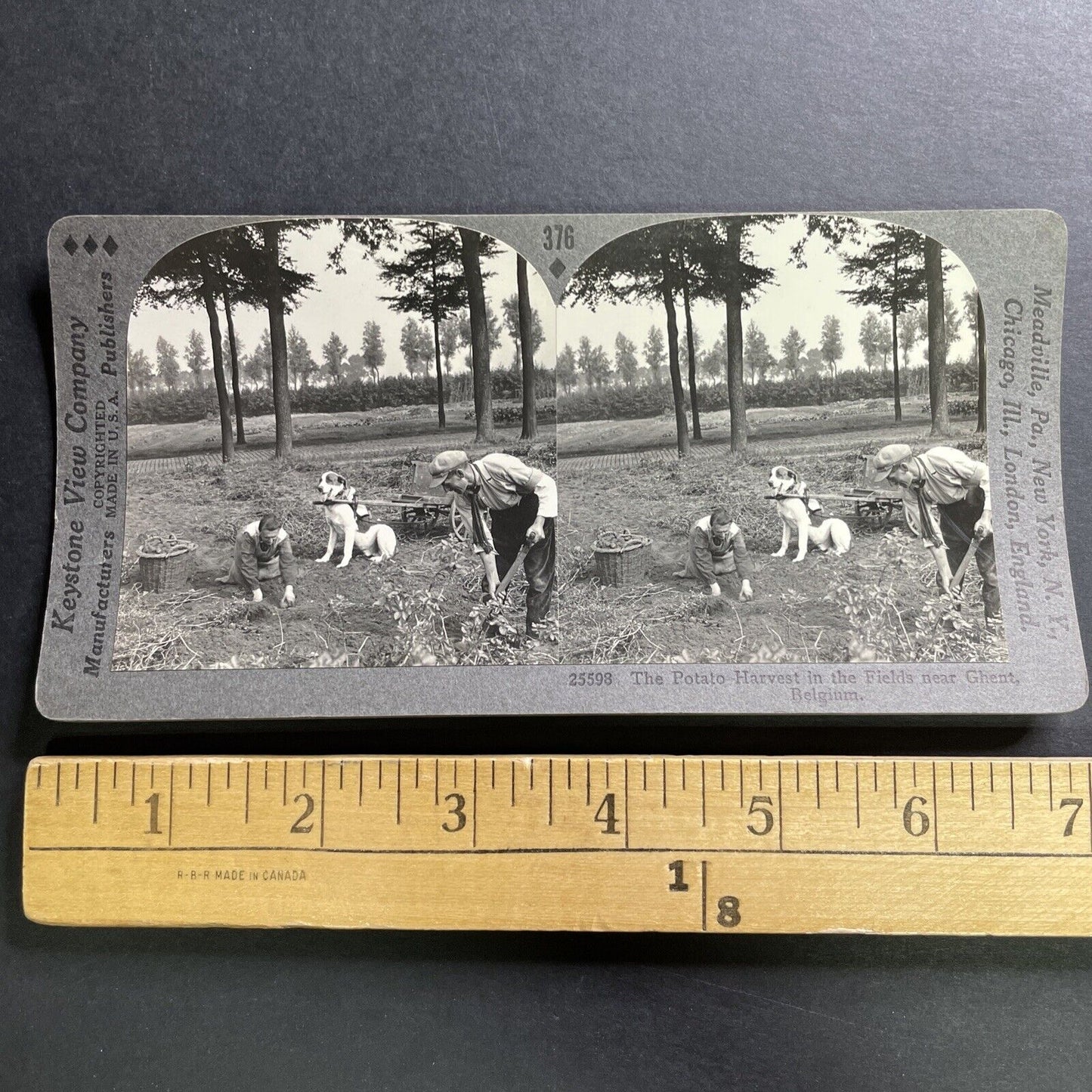 Antique 1910 Potato Picking In Ghent Belgium Stereoview Photo Card P1504