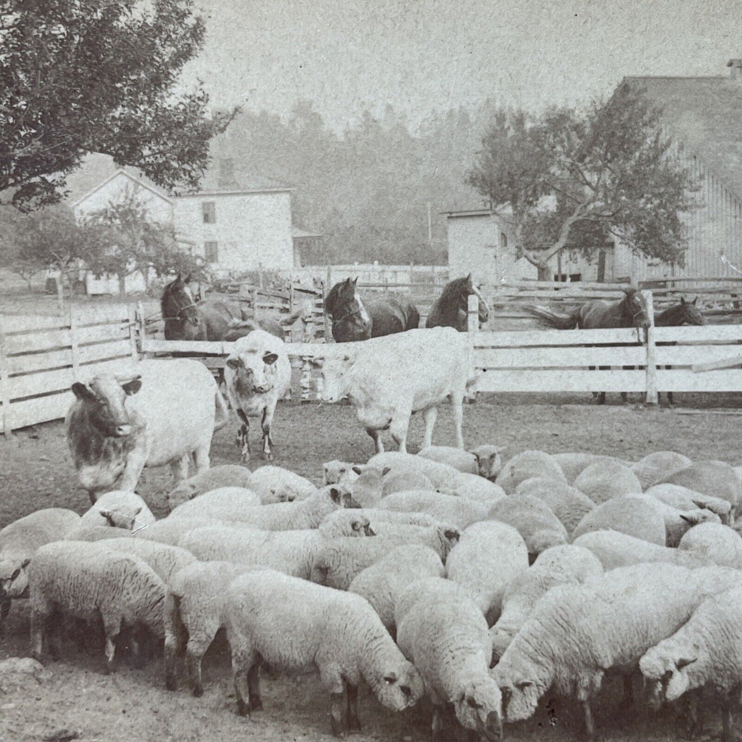 Antique 1894 Sheep Farm London Ontario Canada Stereoview Photo Card P3100