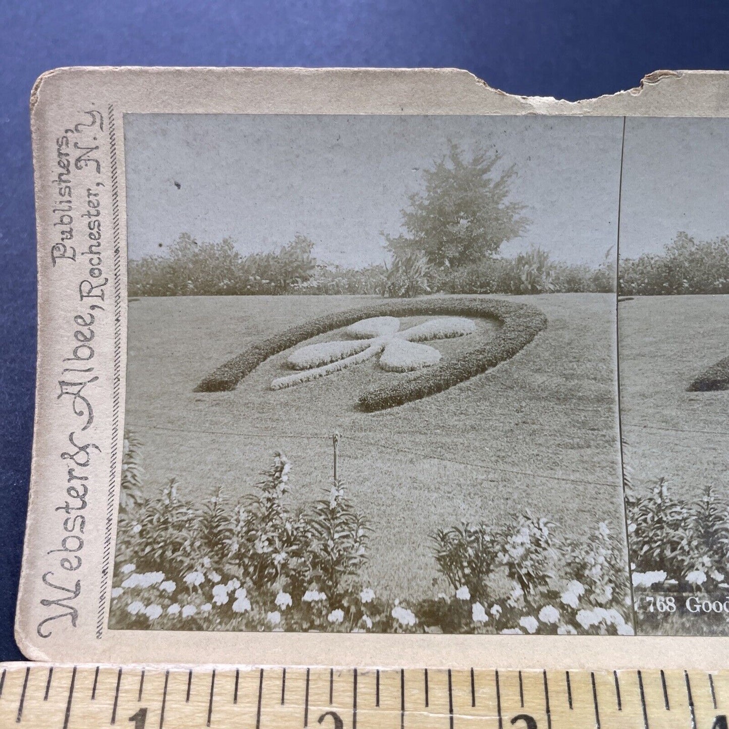 Antique 1890s Four Leaf Clover Of Flowers Chicago Stereoview Photo Card P3927