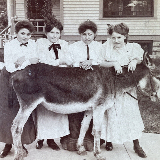 Antique 1904 Teenage Girls And A Prize Donkey Stereoview Photo Card P3119