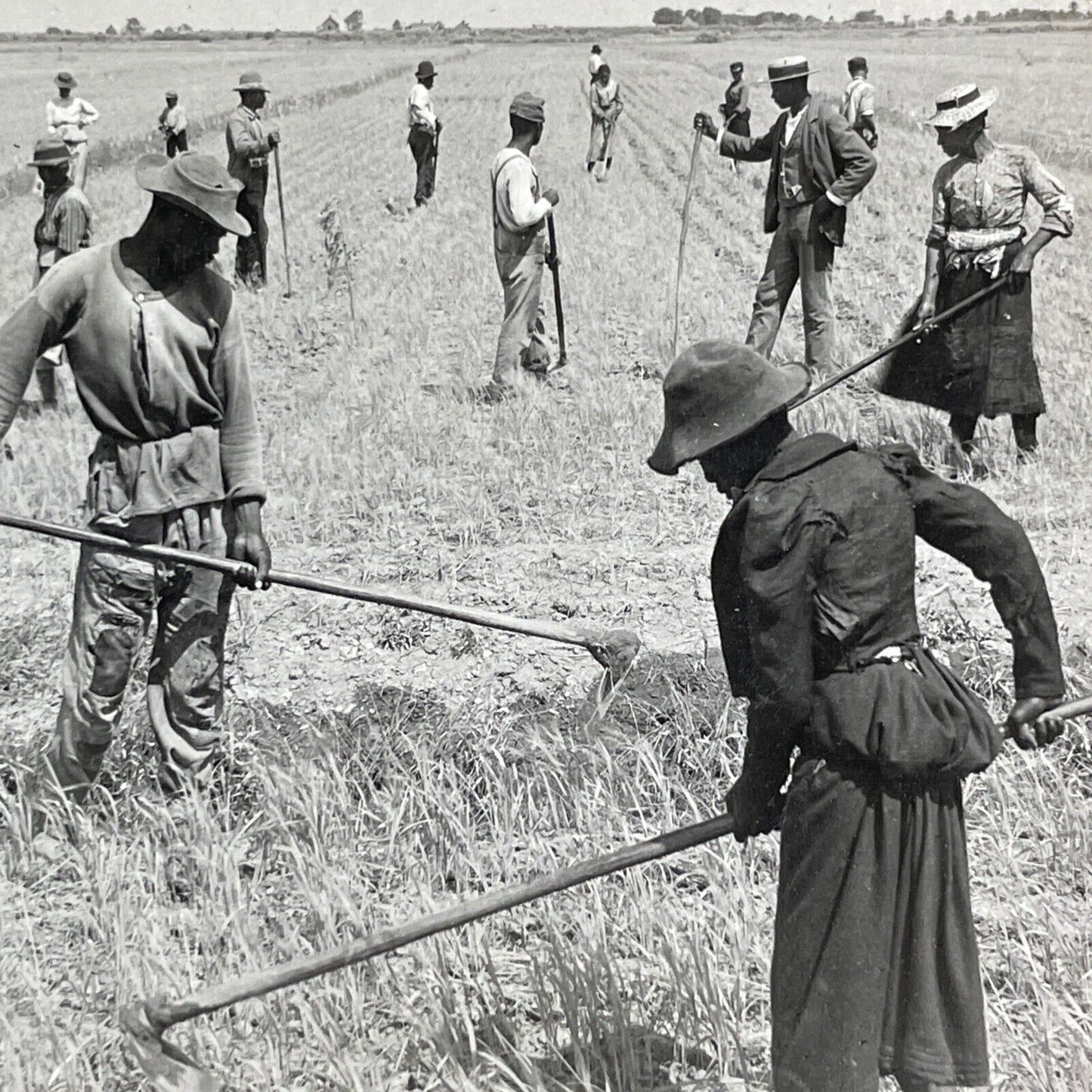 African American Farmers In A Carolina Rice Field Stereoview Antique c1916 X2710