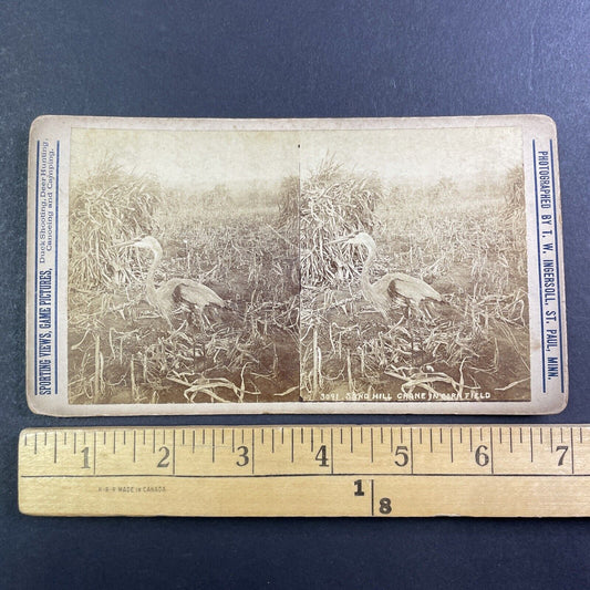 Sandhill Crane Bird Stereoview T.W. Ingersoll St. Paul Minnesota c1888 Y424