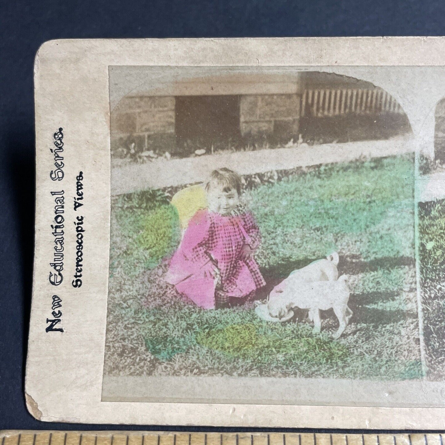 Antique 1880s Little Girl With Her Pug Dog Stereoview Photo Card P4649