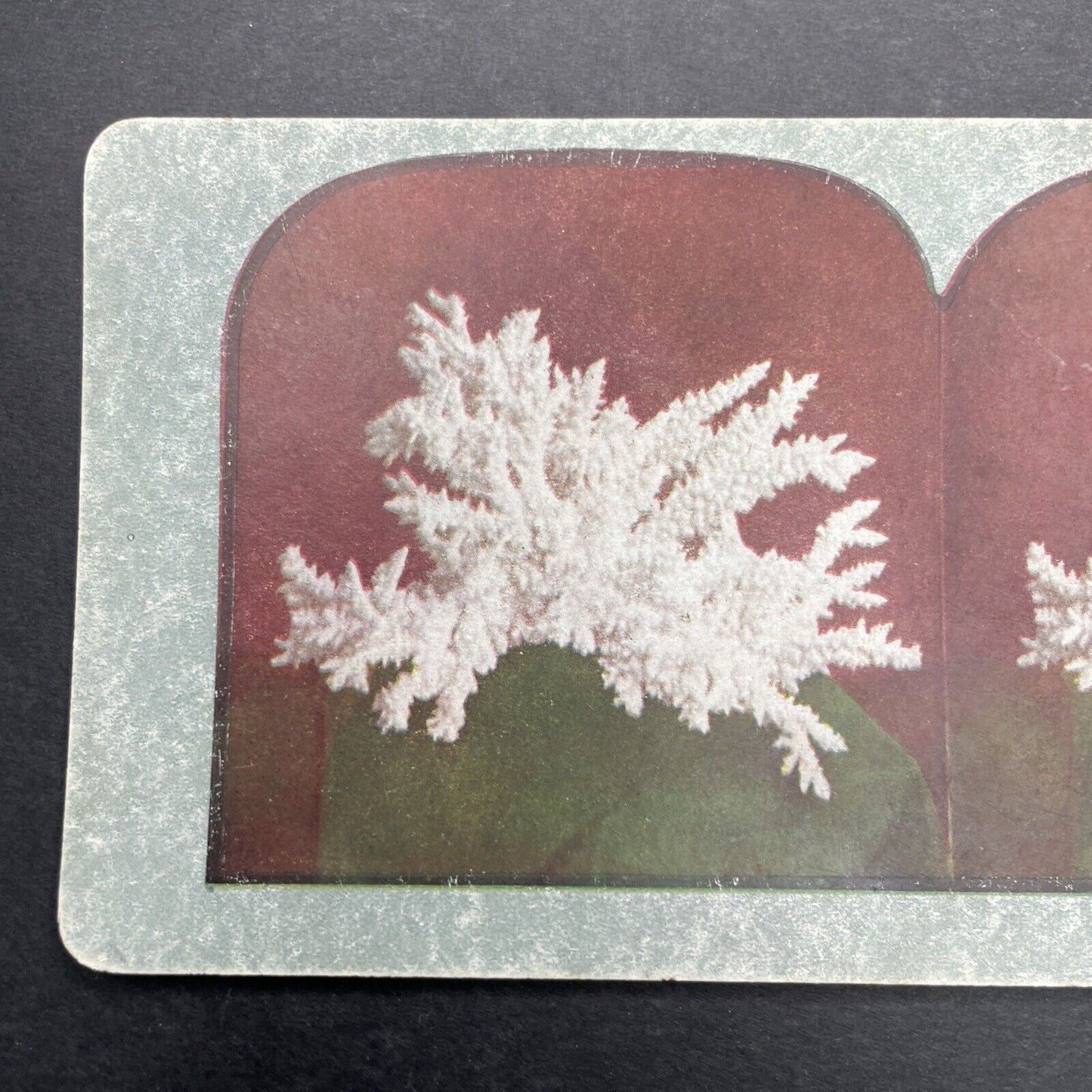 Antique 1898 A Specimen Of Rose Coral Stereoview Photo Card P580-052