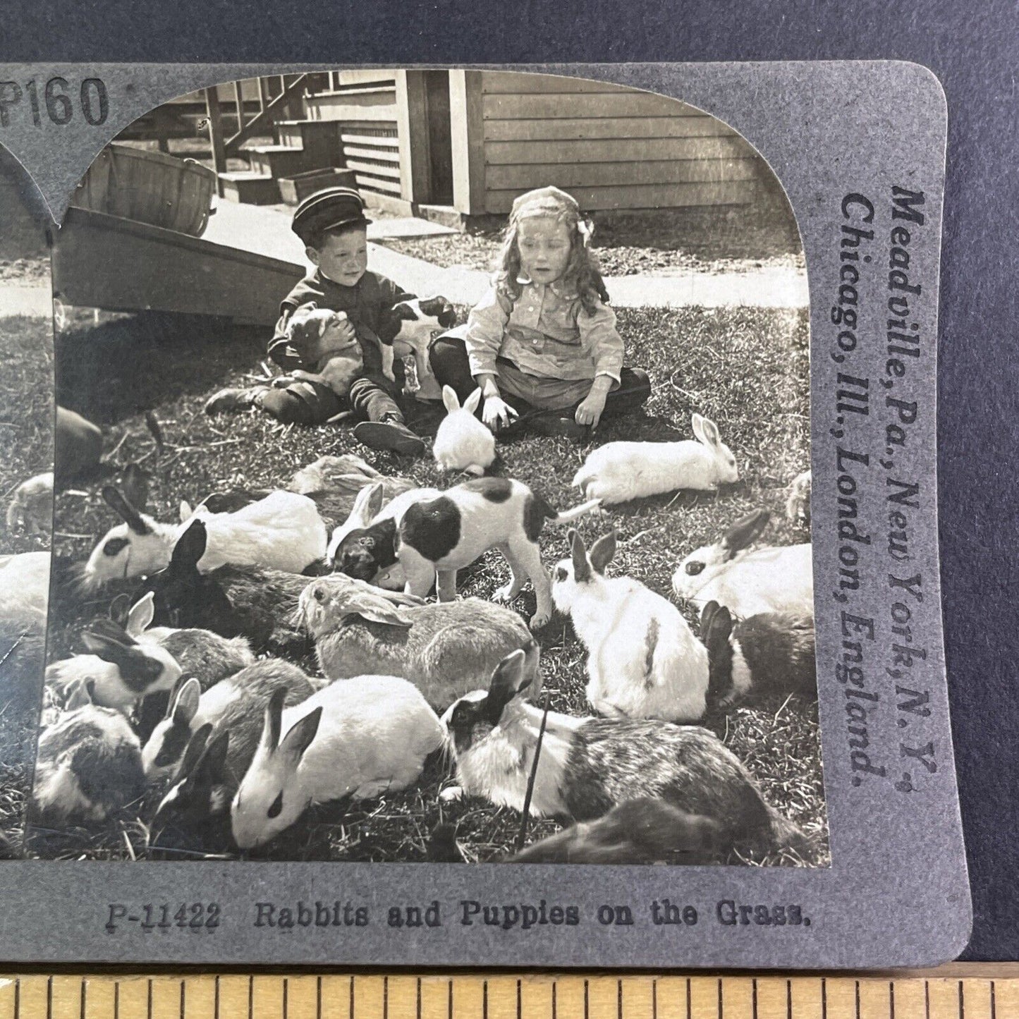 Children Play with Rabbits and Puppy Dog Stereoview Antique c1910s Y1349