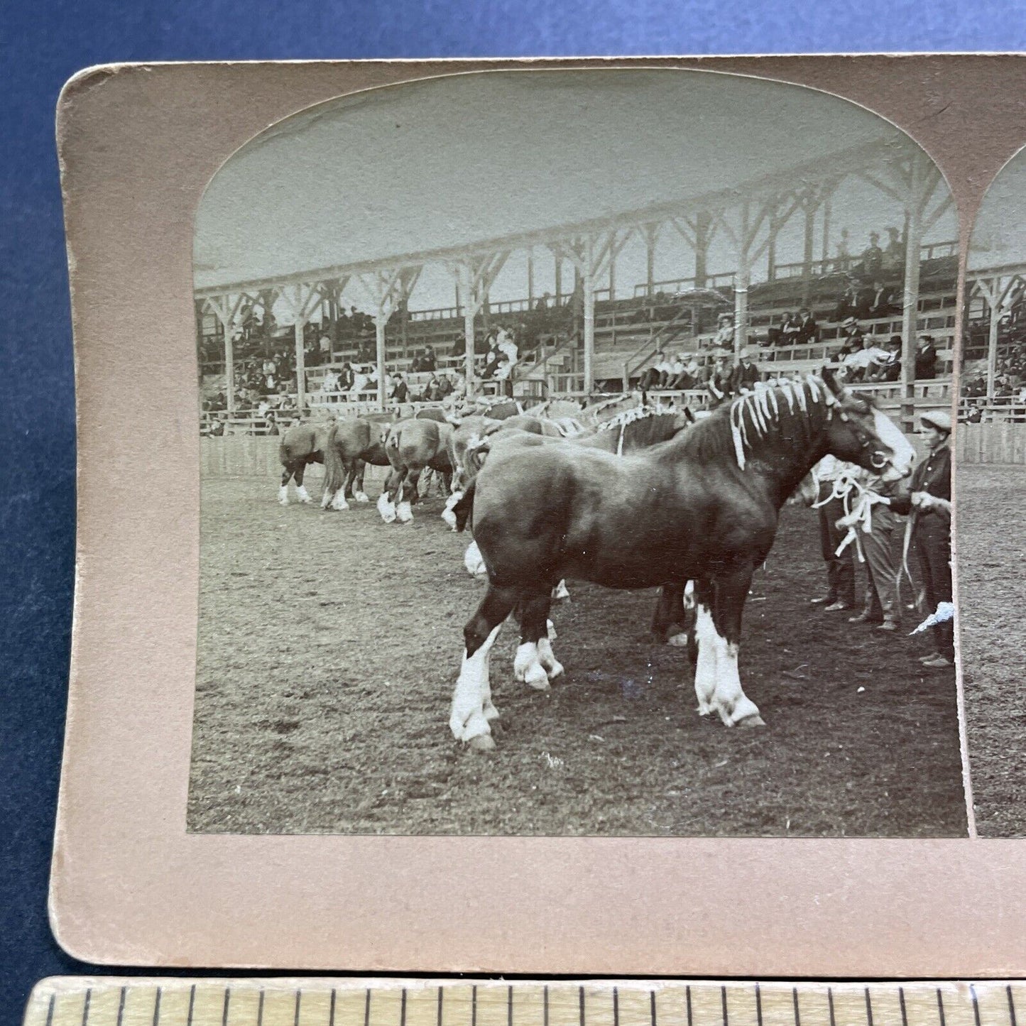 Antique 1905 Clydesdale Horses At Horse Show Stereoview Photo Card V3597