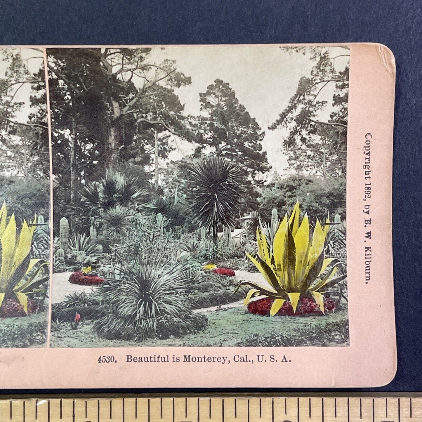 Public Gardens in Monterey California Stereoview James Davis Antique c1892 Y1023